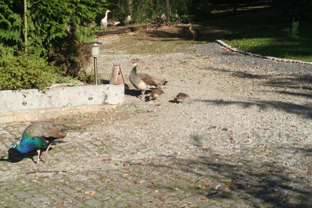 Tromcourt Hotel Couvin Bagian luar foto